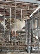 Toulouse Hen Goose - 2 Yrs Old