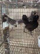 3 Polish Pullets - 5 Wks Old