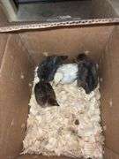 4 Turken Chicks