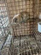 Holland Lop Bunny