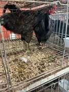 2 Roosters - 5 Mos Old