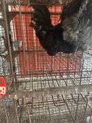2 Maran Cross Roosters