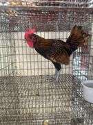 Sebright Rooster