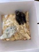 2 Bearded Silkie - 1 Black & 1 Paint