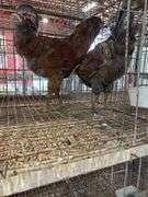 2 Easter Egger Roosters