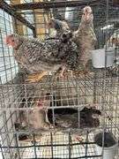 5 Young Cream Legbar/Barred Rock