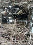 Narraganset Tom Turkey