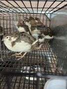 5 Tuxedo Coturnix Quail - 5 Wks Old