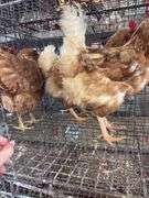 3 Red Laying Hens
