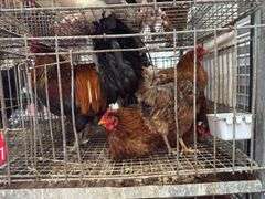 5 Chickens - 1 Rooster 4 Hens