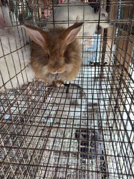 Peach Satin English Angora Buck