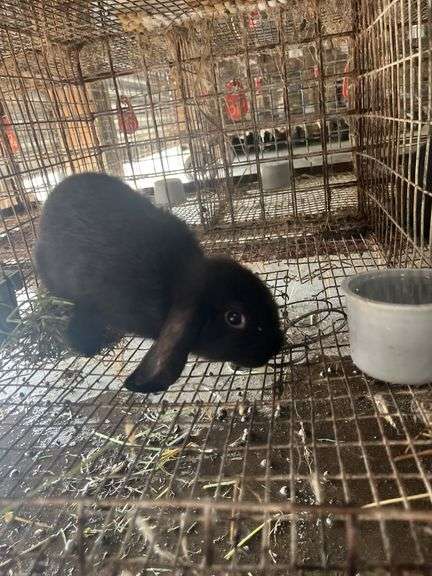 Holland Lop Buck