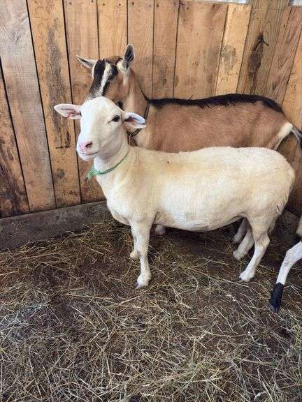 White Khatadin Ewe - 18 Months Old