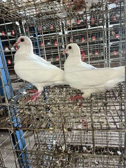2 Homer Pigeons