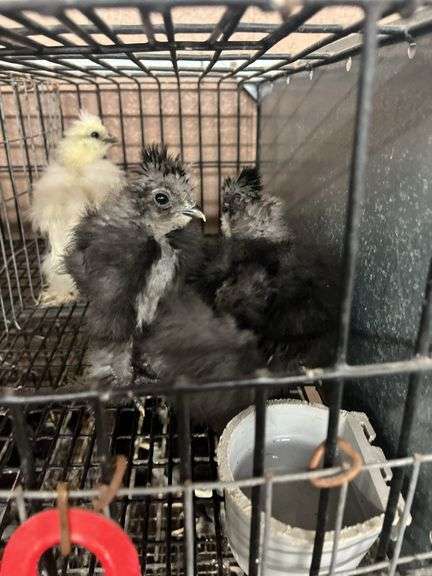 3 Bearded Silkie Chicks