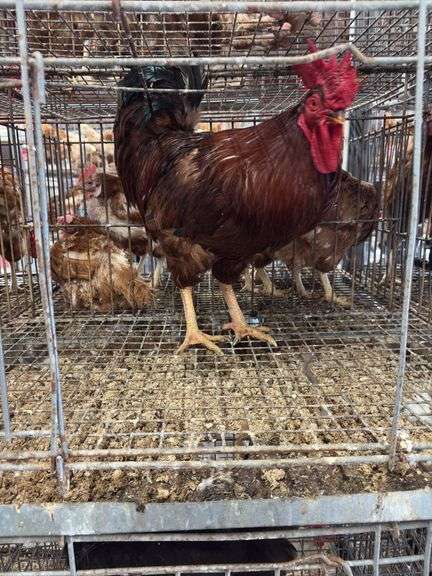 Rhode Island Red Rooster