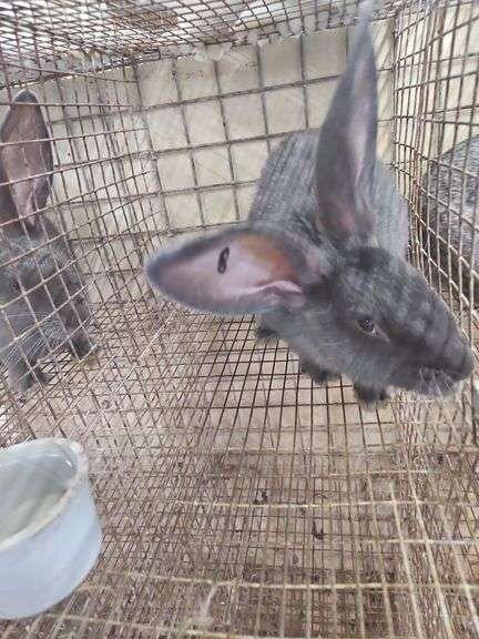 Pure Flemish Giant Buck - 4 Mos Old