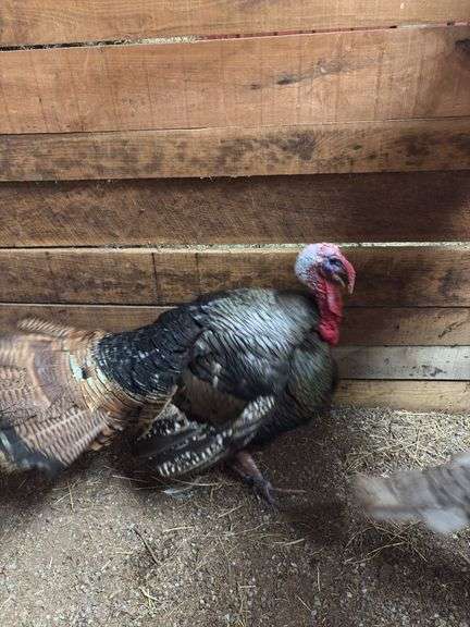 Bronze Tom Turkey - 1 Yr Old