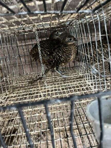 2 Lady Amherst Pheasants