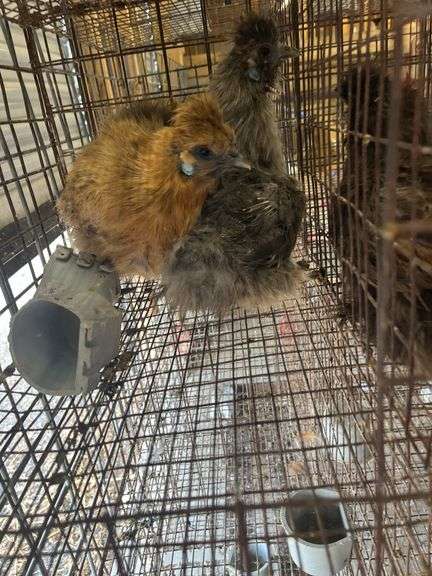 2 Silkie Hens