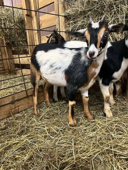 Tri Color Nigerian Dwarf Nanny w/ Blue Eyes - 4 Mos Old