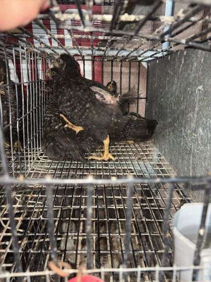 5 Plymouth Barred Rock Hens