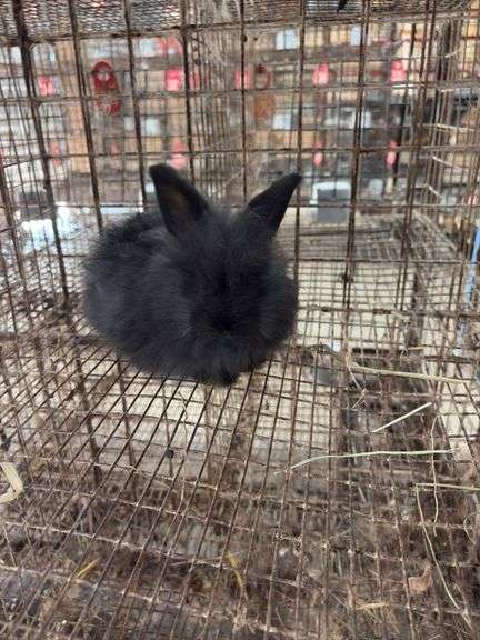Black Angora Buck - 3 Months Old - Friendly