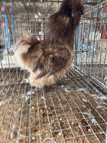 Silkie Rooster - 5 Mos Old - Show Quality