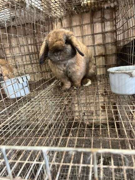 Brown Holland Lop Buck