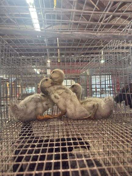 3 Blue Swedish Ducklings - 4 Wks Old