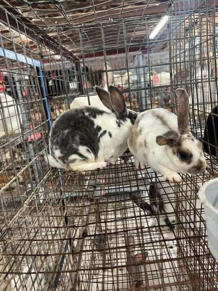 2 Mini Rex Does