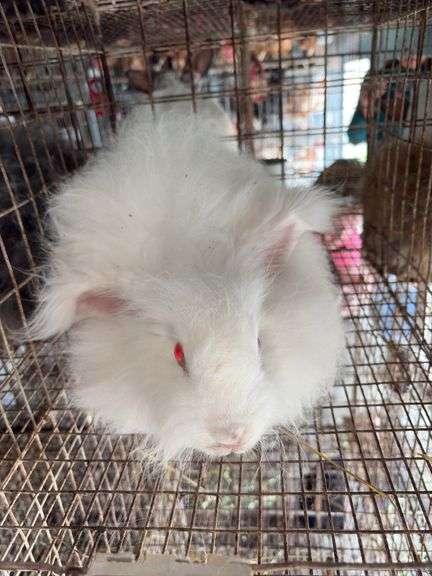 Albino English Angora Doe