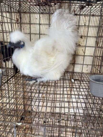 Silkie Rooster - 4 Mos Old