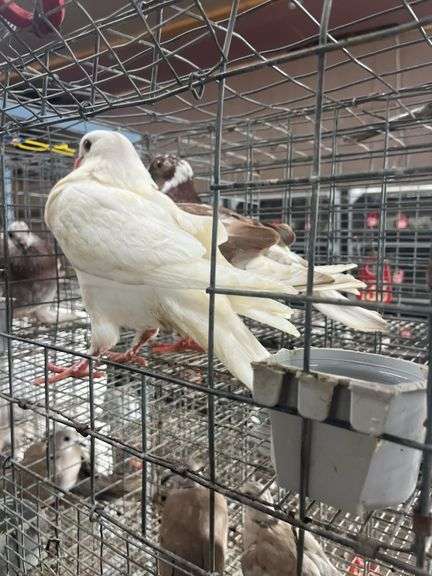 2 Homer Pigeons