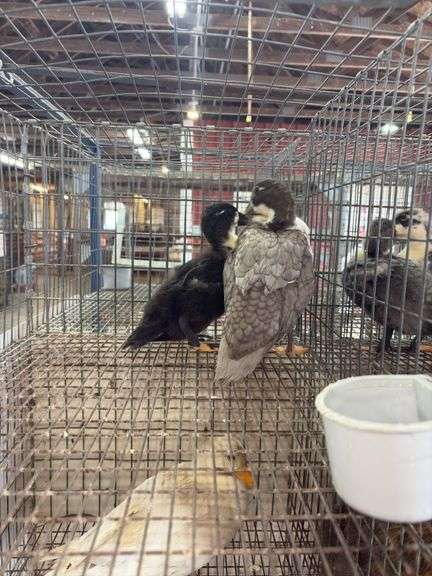 2 Call Ducklings