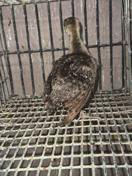 Indian Blue Peachick