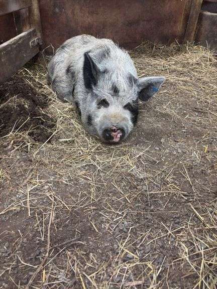 Boar Kune Kune Potbelly Juilanna Cross Pig