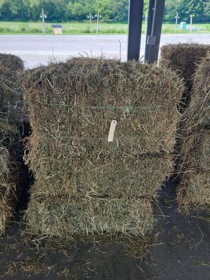10 1st Alfalfa Orchard Timothy