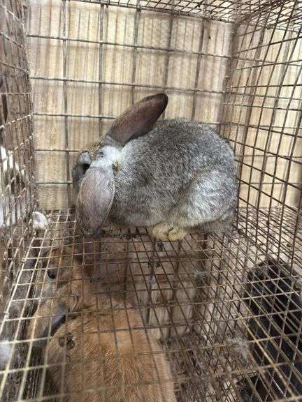 Mini Lop Cross Buck - 10 Wks Old