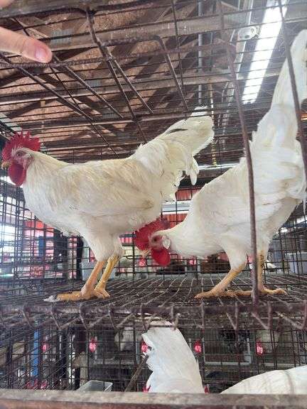 2 Leghorn Roosters