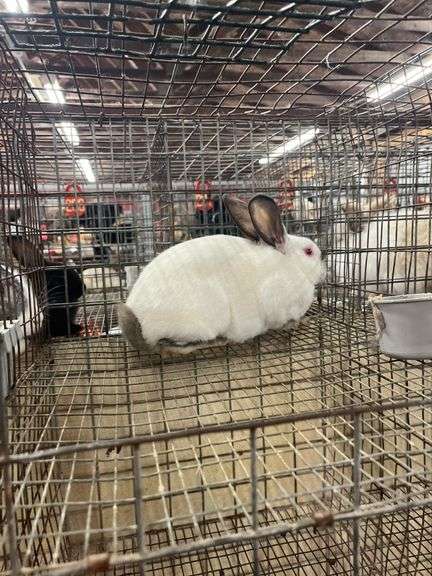 California Doe - 15 Wks Old
