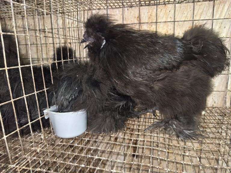 2 Black Bearded Silkies