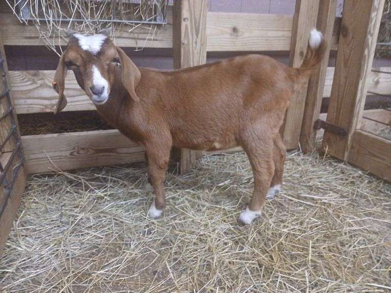 Brown & White Boer Nanny