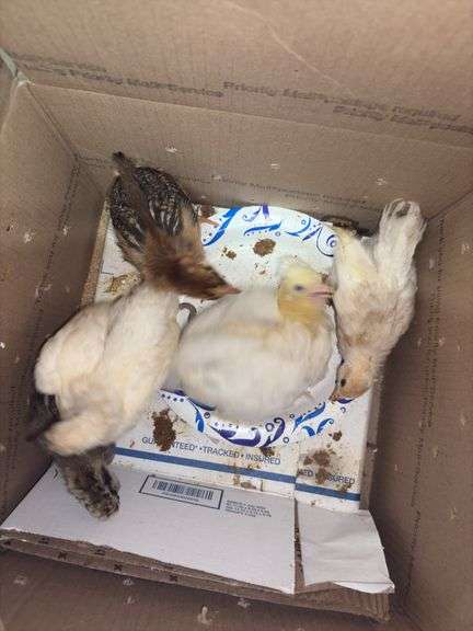 5 Chicks - 3 White, 1 Brown Feather Bantam & 1 Brown Bantam
