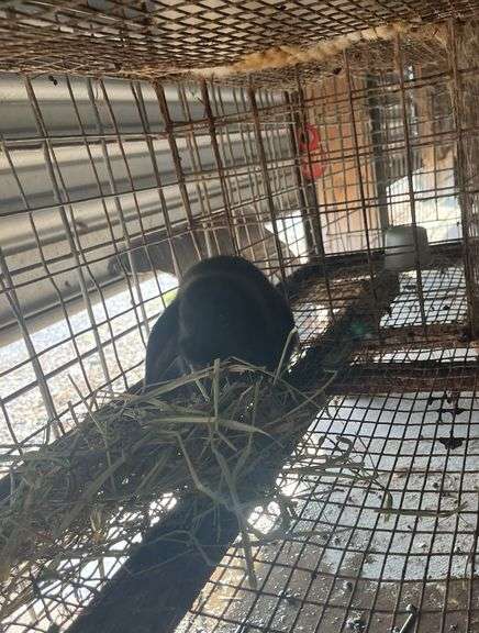 Holland Lop Buck