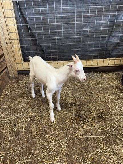 White Saanen Alpine Buckling - 3.5 Months Old