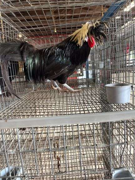 Polish Rooster