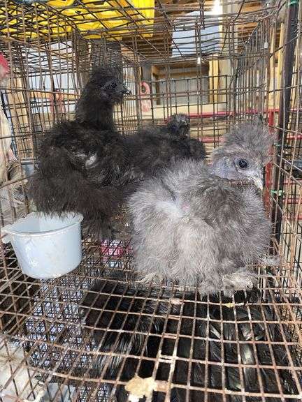 3 Bearded Silkies - 1 Silkie & 2 Showgirl