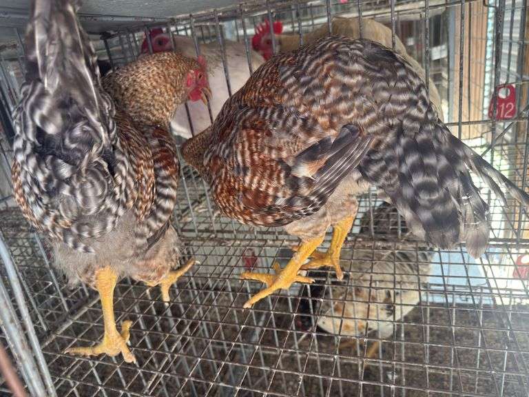 2 Bielefelder Roosters