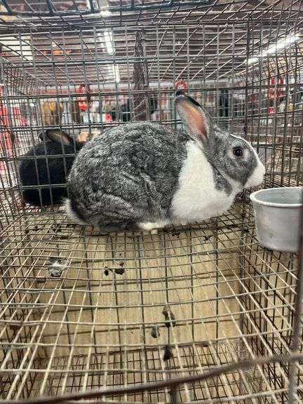 Gray & White Buck